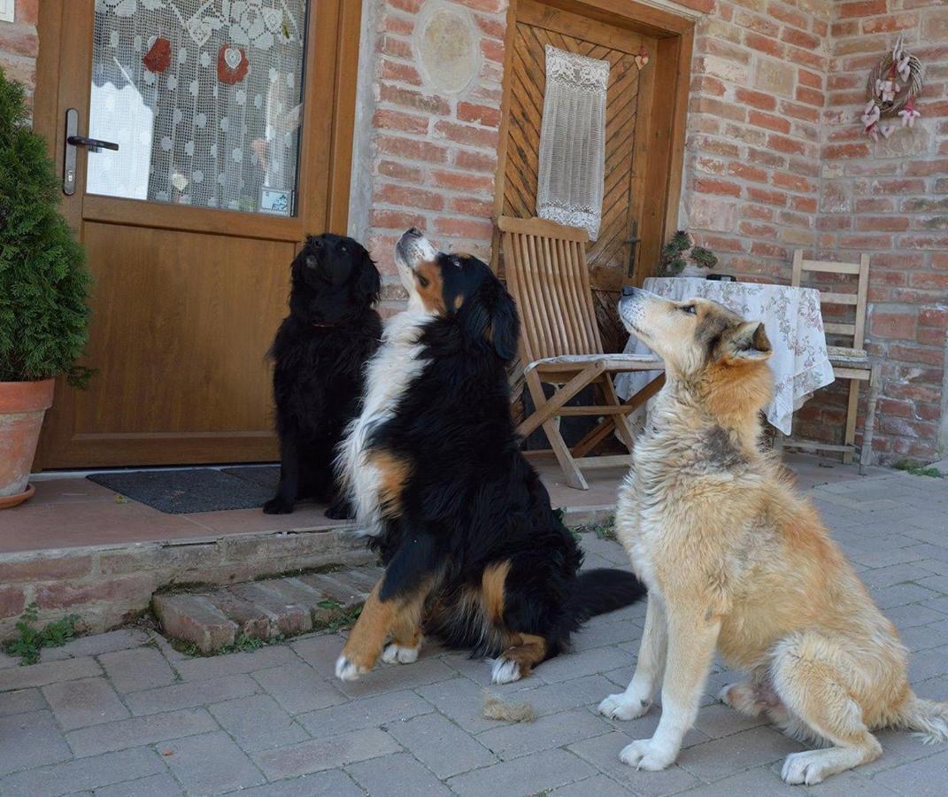 Mives Vendeghaz Otel Pogány Dış mekan fotoğraf