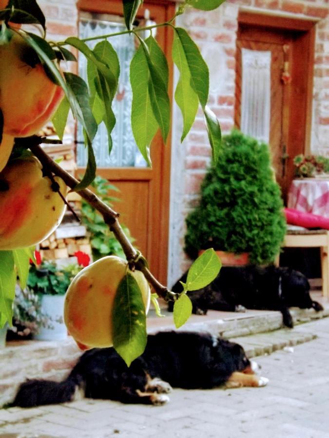 Mives Vendeghaz Otel Pogány Dış mekan fotoğraf