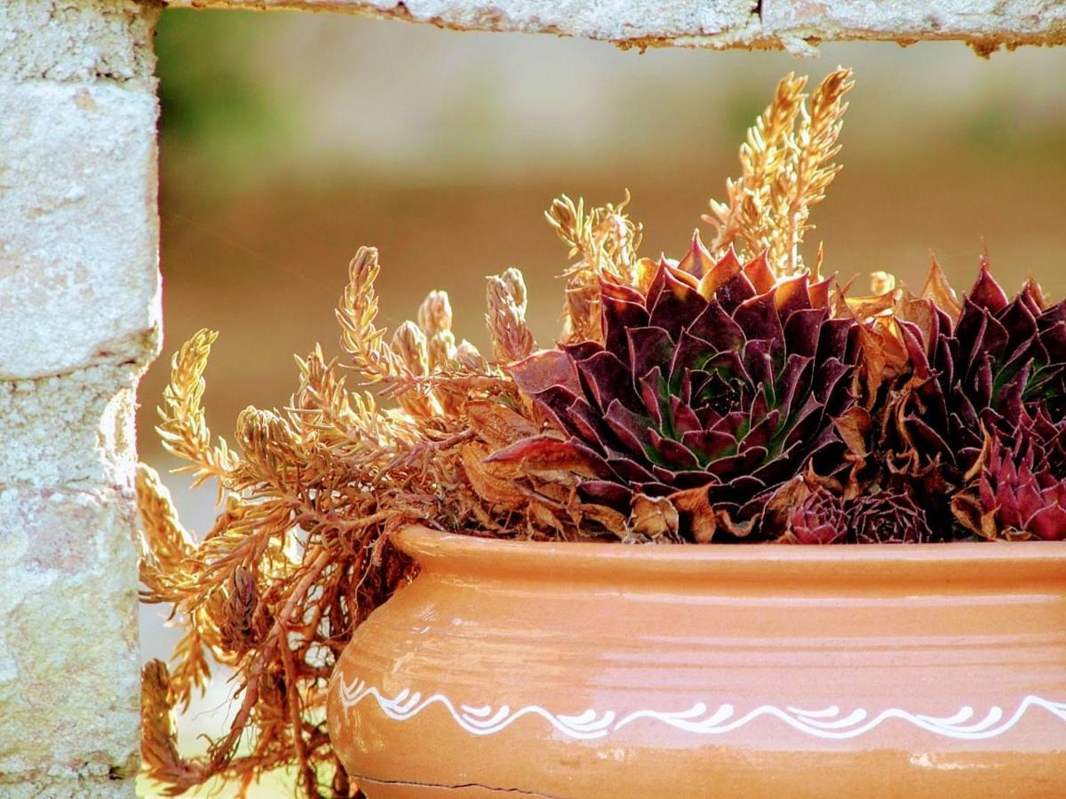 Mives Vendeghaz Otel Pogány Dış mekan fotoğraf
